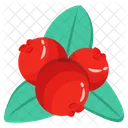 Mistletoes Viscum Berries Icon