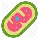 Mitochondria Biology Bacteria Cell Dna Icon