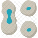 Mitosis Cell Division Icon