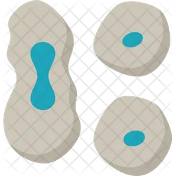 Mitosis  Icon