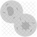 Mitosis Cell  Icon