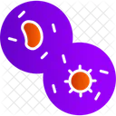 Mitosis Cell  Icon
