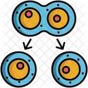 Mitosis división celular vegetativa  Icono