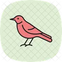 Mockingbird Bird Singing Icon