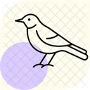 Mockingbird Bird Singing Icon