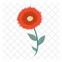 Mohn  Symbol