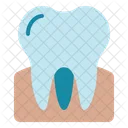 Molar Teeth Tooth Icon