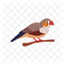 Oiseau Amadina Colore Icône