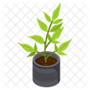 Money Tree  Icon
