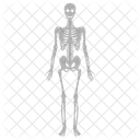 Skeleton Anatomy Bone Icon