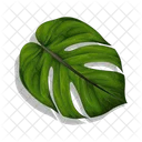 Monstera Leaf Nature Plant Icon