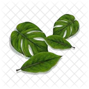 Monstera Leaf Nature Plant Icon