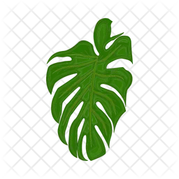 Monstera leaf  Icon