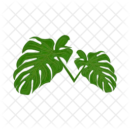 Monstera leaf  Icon