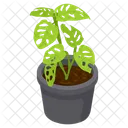 Monstera Obliqua  Icon