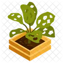 Monstera Obliqua  Icon