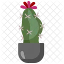 Moon cactus  アイコン
