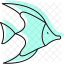 Moorish Idol Moorish Idol Icon