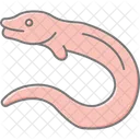 Moray Eel Moray Eel Icon