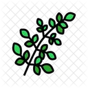 Moringa-Blätter  Symbol