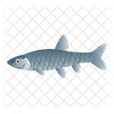 Moroko Fish  Icône
