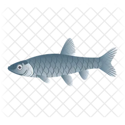 Moroko Fish  Icon