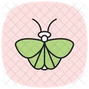 Moth Insect Night Icon