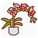 Moth Orchid Orchid Potting Orchid Care Icon