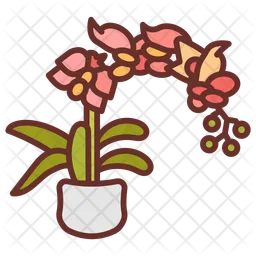 Moth orchid  Icon