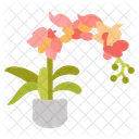 Moth orchid  Icon