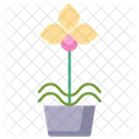 Moth Orchid Plant  Icon