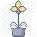 Moth Orchid Plant  Icon