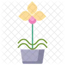 Mottenorchideenpflanze Mottenorchideentopf Mottenorchidee Symbol