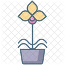 Mottenorchideenpflanze Mottenorchideentopf Mottenorchidee Symbol