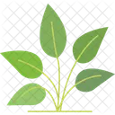 Mudas Planta Jovem Crescimento Da Planta Ícone