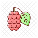 Mulberry Morus Fruit Icon