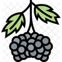 Mulberry Fruits Sweet Icon