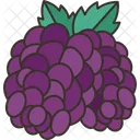 Mulberry  Icon