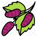 Mulberry-three  Icon