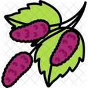 Mulberry Fruit Healthy Icon