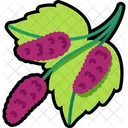 Mulberry Three Mulberry Fruit Icon