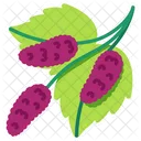 Mulberry Fruit Healthy Icon