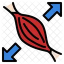 Muscle  Icon