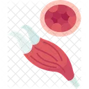 Muscle Fiber Skeletal Icon