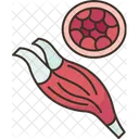 Muscle Fiber Skeletal Icon