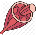 Muscle Skeletal Fiber Icon