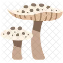 Fungus Mushroom Nature Icon