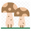 Mushrooms Oyster Toadstool Icon
