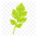 Leaf Ash Leaf Beech Leaf Icon