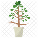 Myrrh Potted Plant  Icon